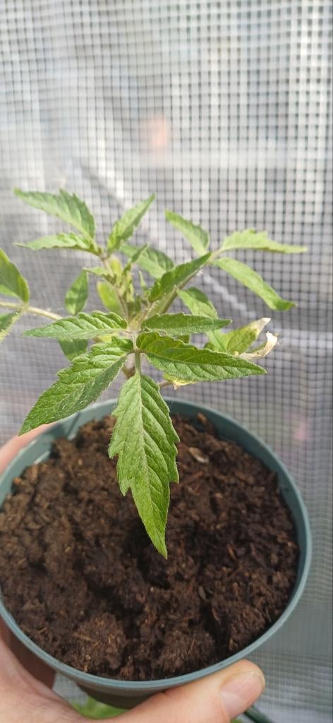 Tomatenplantje - Vers en klaar om te groeien, Tuin en Terras, Planten | Tuinplanten, Ophalen of Verzenden, Eenjarig, Groenteplanten