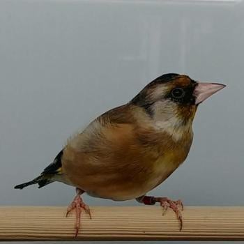Card. carduelis x serinus canaria, Dieren en Toebehoren, Vogels | Overige Vogels, Meerdere dieren