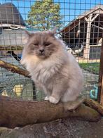 Ragdoll bluepoint mitted dekkater te koop.