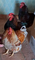 Broedeieren (Wyandotte haan met Sussex, Barnevelder, Bleu), Dieren en Toebehoren, Kip