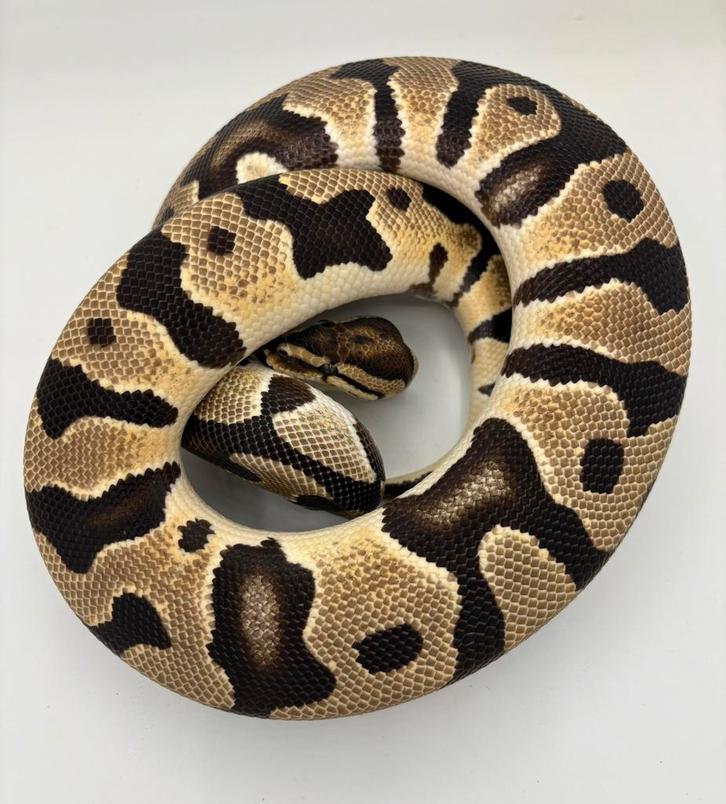 Orange Dream dh dg Cryptic man Koningspython ballpython Ball Python - male for sale from willems