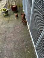 Barneveldse krielkip, Dieren en Toebehoren, Meerdere dieren, Kip