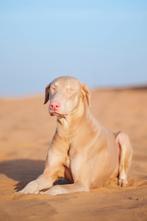 Doberman Albino ter adoptie (interesse peiling), Particulier, Reu, Buitenland, Parvo