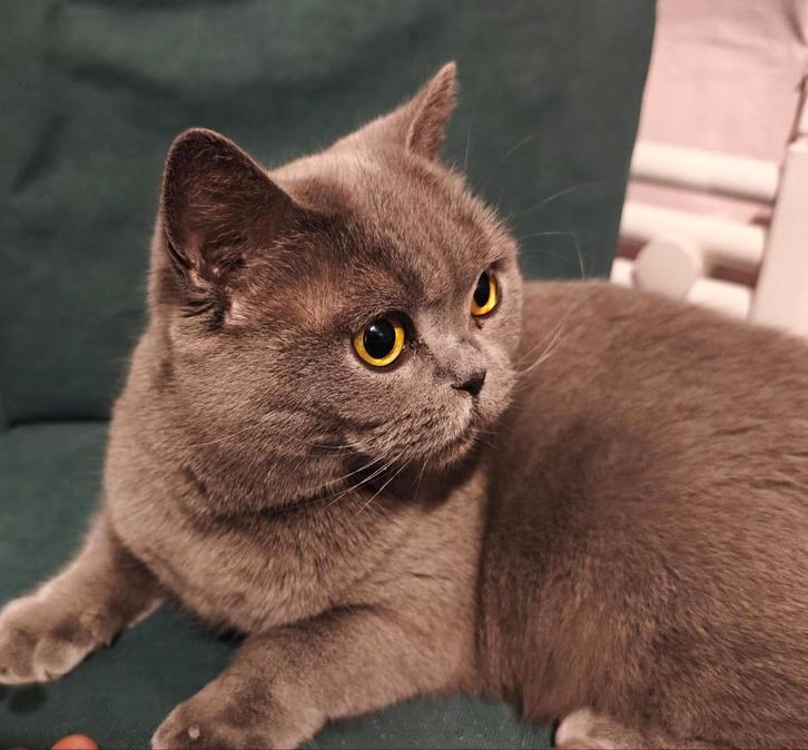 Brits korthaar Britse korthaar, Dieren en Toebehoren, Katten en Kittens | Raskatten | Korthaar, Poes