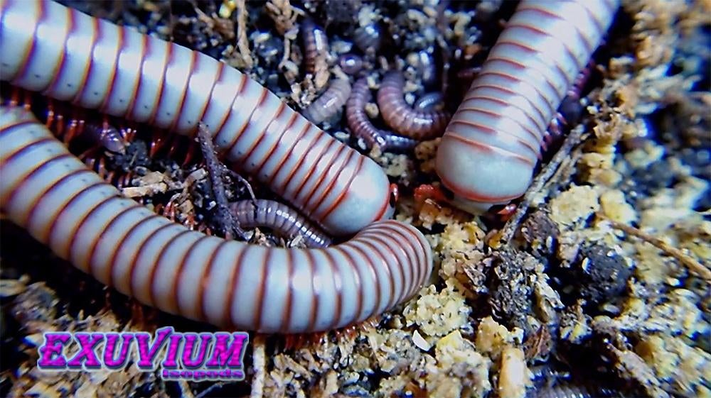 Atopochetus caudulanus miljoenpoten / millipedes, Dieren en Toebehoren, Overige soorten