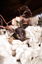 Jack Russel pups zoeken hun gouden mandje!, Jack Russell Terriër, 8 tot 15 weken, Meerdere, Meerdere dieren