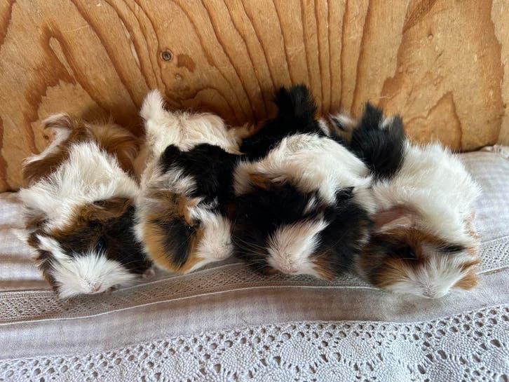 Vier jonge cavia vrouwtjes 🩷peruvian, Dieren en Toebehoren, Knaagdieren, Vrouwelijk, Cavia, Maart
