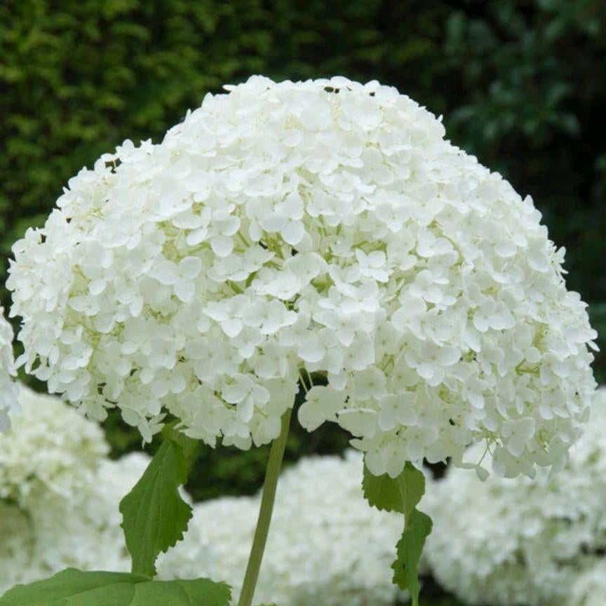 Annabelle Hortensia, Tuin en Terras, Ophalen, Overige soorten, Halfschaduw