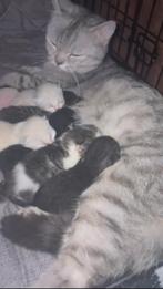 Britse korthaar kittens te koop!, Dieren en Toebehoren