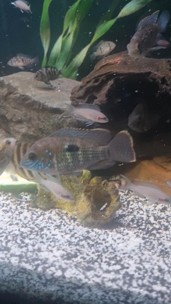 Zuid amerikaanse cichliden, Dieren en Toebehoren, Vissen | Aquariumvissen, Zoetwatervis, Vis, Schoolvis