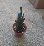 Opuntia cactus plantje, Huis en Inrichting, Kamerplanten, Ophalen of Verzenden, Minder dan 100 cm, Volle zon, In pot