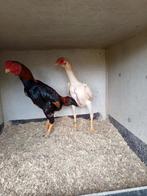 Ko Shamo koppel tarwekleurig, Dieren en Toebehoren, Meerdere dieren, Kip