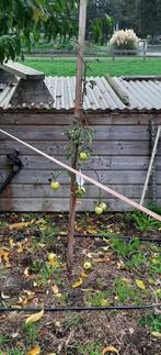 Appelboompje, Ophalen of Verzenden, Lente, Volle zon, Overige soorten