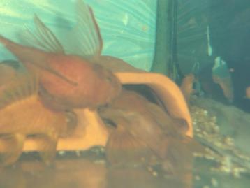  LONGFIN ANCISTRUS RED