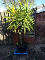 Yucca  plant   ( Elephantipes ), Overige soorten, 100 tot 250 cm, Zomer, Ophalen