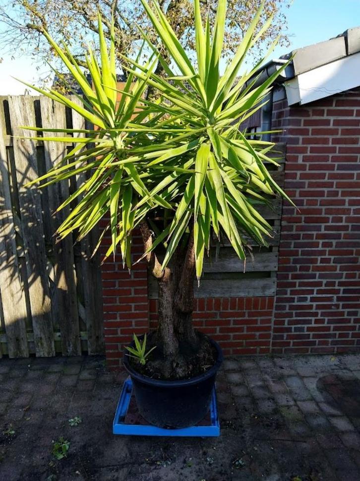Yucca  plant   ( Elephantipes ), Tuin en Terras, Planten | Bomen, Overige soorten, 100 tot 250 cm, Volle zon, Zomer, Ophalen