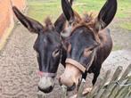 2 Jonge Merrie Ezels (Moeder en dochter), April, Vrouwelijk