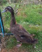 Jonge woerd, Dieren en Toebehoren, Pluimvee, Mannelijk, Eend