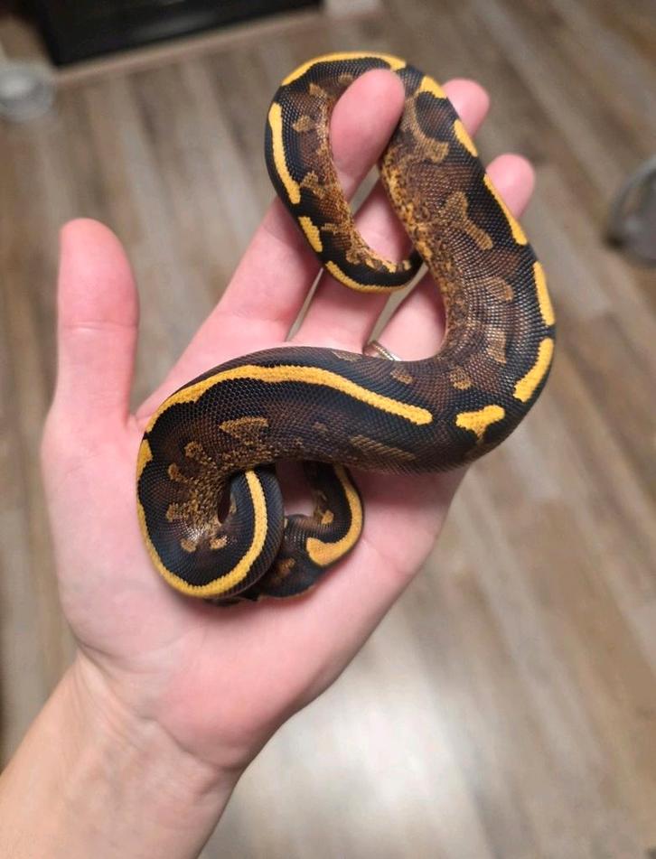 Pavement vrouwtje koningspython/ballpython