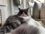 Perzische kater en Ragdoll poes te koop, Dieren en Toebehoren, Meerdere dieren