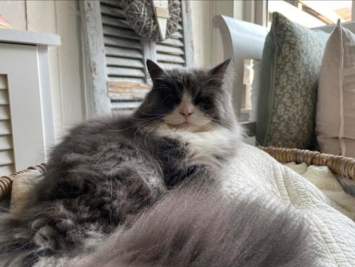 Perzische kater en Ragdoll poes te koop, Dieren en Toebehoren, Katten en Kittens | Raskatten | Langhaar, Meerdere dieren
