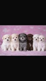 Mooie maltipom pups te koop (MALTEZER x POMERIAAN), Maltezer, 8 tot 15 weken, Parvo, Meerdere