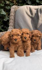 Toy poedel, Dieren en Toebehoren, Honden | Chihuahua's en Gezelschapshonden, Poedel, België, Particulier, Meerdere