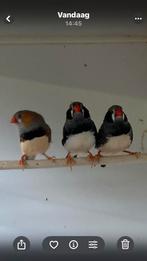 Te koop zebravink mannen, Dieren en Toebehoren, Mannelijk