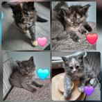 Maine coon kittens, Dieren en Toebehoren, Meerdere dieren, Ontwormd