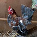 Zsm ophalen serama haan en hen, Dieren en Toebehoren, Pluimvee, Meerdere dieren, Kip