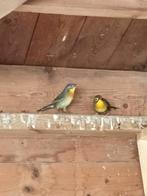 Japanse nachtegaal nachtegalen, Dieren en Toebehoren