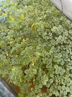 Salvinia minima, Dieren en Toebehoren, Vissen | Aquaria en Toebehoren, Ophalen of Verzenden, Nieuw, Plant(en), Steen of Hout
