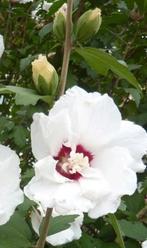 Zaden Hybiscus 'Red heart', Ophalen of Verzenden, Zaad