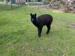 Alpaca hengst, Dieren en Toebehoren, April, Mannelijk