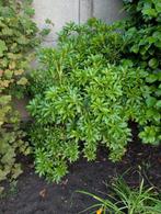 bomen, Tuin en Terras, Planten | Bomen, Ophalen, Volle zon, Overige soorten