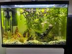 60 liter aquarium voor tropische vissen, Dieren en Toebehoren, Vissen | Aquaria en Toebehoren, Ophalen, Zo goed als nieuw, Gevuld zeewateraquarium