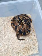1.1 koningspython python regius, Dieren en Toebehoren, Slang, 0 tot 2 jaar