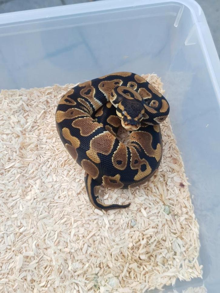 1.1 koningspython python regius, Dieren en Toebehoren, Reptielen en Amfibieën, Slang, 0 tot 2 jaar