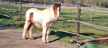 Te koop tinker / irish cob jaarling hengst & 2 jarige merrie beschikbaar voor biedingen