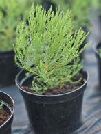 Giant Sequoia (mammoetboom), Overige soorten, Minder dan 100 cm, Ophalen, Volle zon