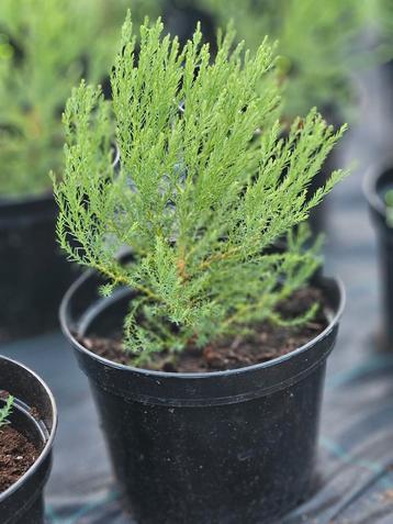 Giant Sequoia (mammoetboom) beschikbaar voor biedingen