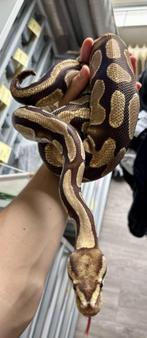 Koningspython | 0.1 Fire 100% dhet DG Amur, Dieren en Toebehoren, Reptielen en Amfibieën, Slang, Tam, 3 tot 6 jaar