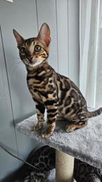 Bengaalse katten met stamboom, Met stamboom