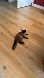 Ragdoll poes vermist gouda moordrecht