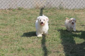 Lieve Maltipoo pup reutje beschikbaar voor biedingen