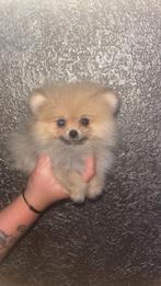 Prachtige bearface  pomeriaan  pup teefje, Keeshond, 8 tot 15 weken, Teef, Eén hond