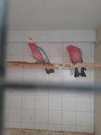 Koppel rose kaketoes, Dieren en Toebehoren, Vogels | Parkieten en Papegaaien, Meerdere dieren, Papegaai