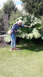 Ruime standplaats gezocht voor grote Gunnera, Tuin en Terras, Planten | Tuinplanten, Vaste plant, Halfschaduw, Zomer, Ophalen