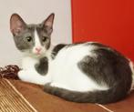 3 zeer leuke lieve kittens ingeent/chip/ontwormd 3,5mnd, Dieren en Toebehoren, Katten en Kittens | Overige Katten, Meerdere dieren