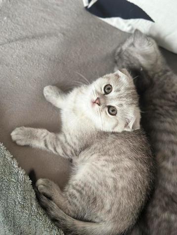 Kittens klaar voor verhuizing beschikbaar voor biedingen